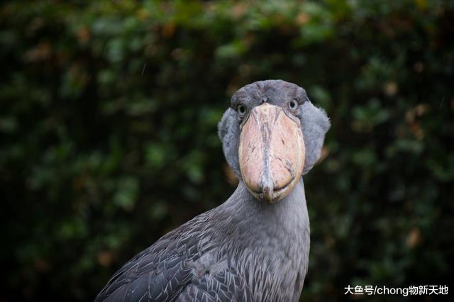 世界上最“蠢”的鸟，却是鳄鱼唯一的天敌，看见人还会鞠躬