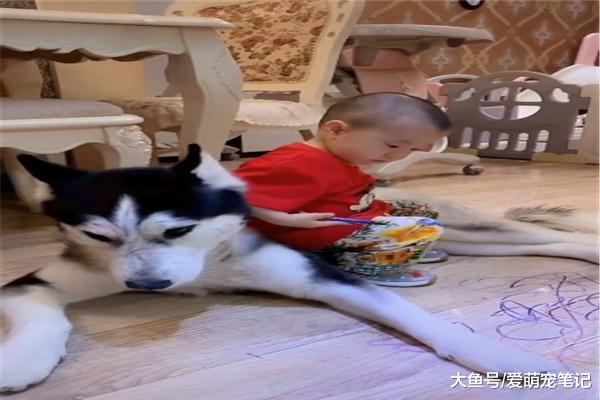 小主人学习画画，每天都拿二哈当模特，汪：为这个家操碎了心！