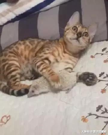 家中来了位新成员，猫咪想以大欺小，这一脚下去让自己哭爹喊娘