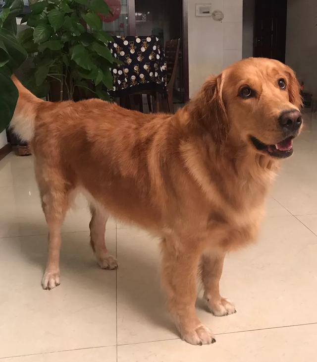 夏季如何照顾好你的狗狗？