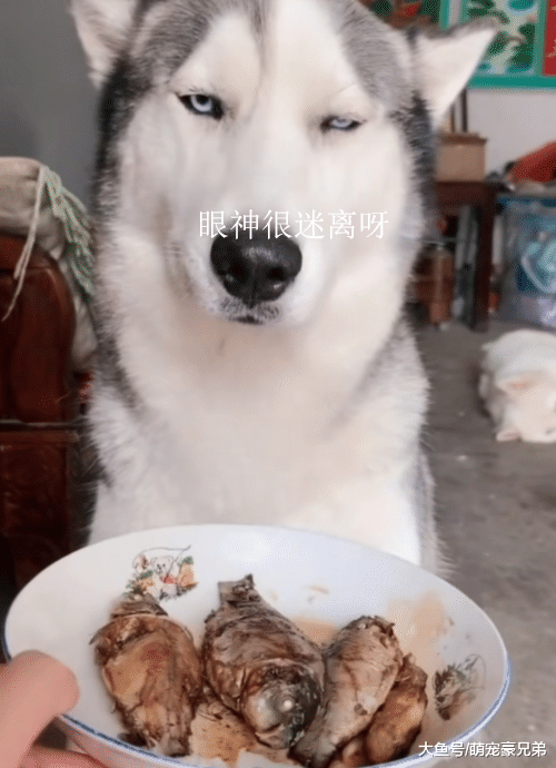 宠主把刚煎好的鱼端给哈士奇，结果却一脸嫌弃，狗：你以为我傻！