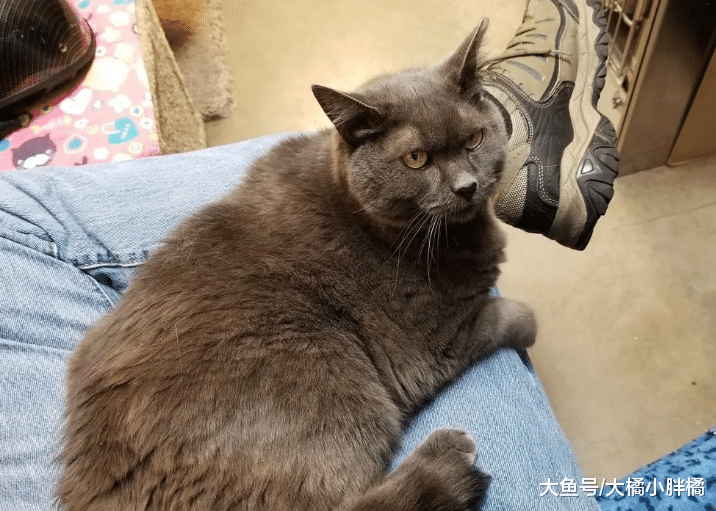 猫咪争宠失败而流浪，7年等待令它不再讨厌小猫，14岁时只想有家