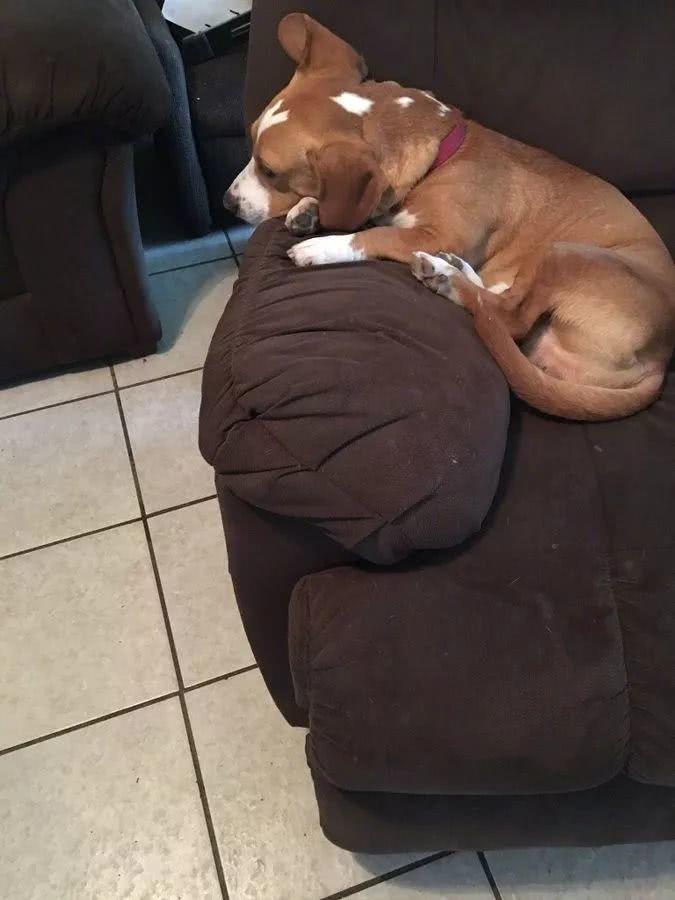 网友吐槽：每当老爸出门，狗砸就开始在家演起了苦情戏...