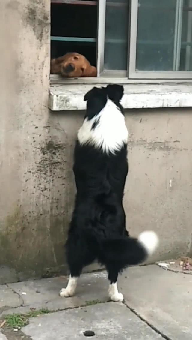 金毛总喜欢趴在窗口, 主人跑到外面一看后笑喷: 原来是谈恋爱了