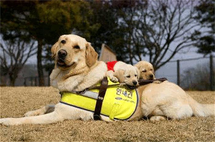 合肥首只导盲犬上公交受委屈，宠物犬与工作犬的区别你知道多少？