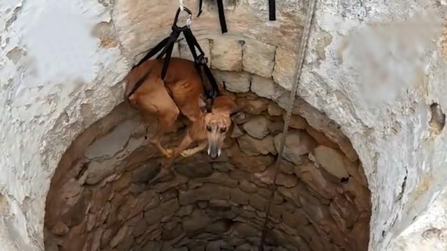 过河抽板，打猎结束就抛弃猎犬，每年都有5万只西班牙猎犬被杀害