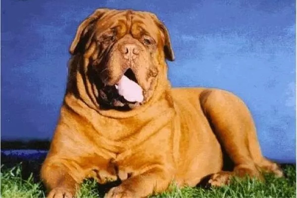 30种热门猛犬品种基本信息，值得收藏！