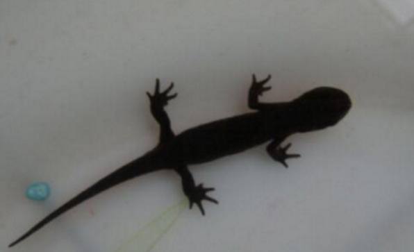 男子买回观赏娃娃鱼，猫咪却莫名其妙死亡，得知真相让他悔恨！