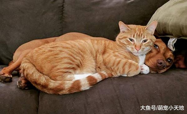 狗姐分離焦慮狂抖，暖胖橘走來抱緊安撫：有我在別怕