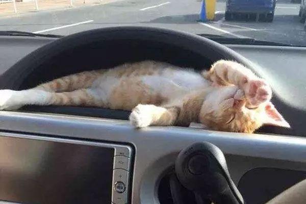 小橘猫被主人放到汽车控制台上, 前一秒瞪大眼睛, 下一秒就享乐了