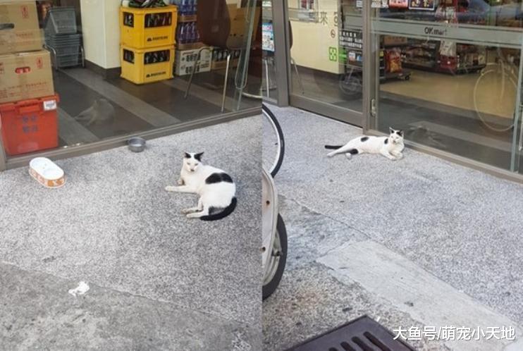 今天生意不好？黑柴坐超市門口等吃，脖子上的掛牌笑翻網友