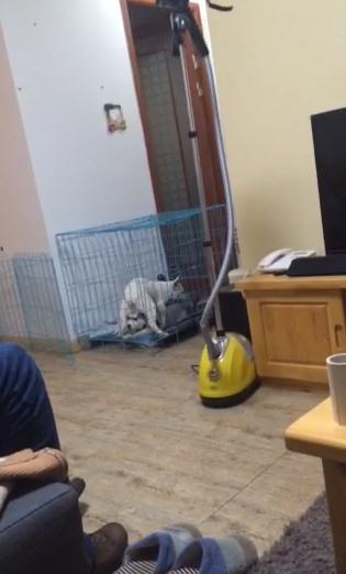 二哈遇到硬茬子，被法日天骑在头上，网友大呼：真是大快人心！