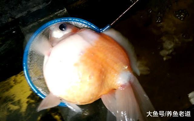 即使觀賞魚患病了，我們也要最大限度去保住魚缸水質！