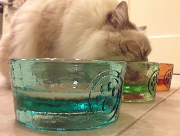猫咪不爱喝水易患上肾衰竭，三个小技巧让猫咪爱上喝水