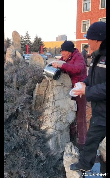 東北貓站在石頭上，結果尾巴被凍住了！主人拿來溫水化冰才救下它