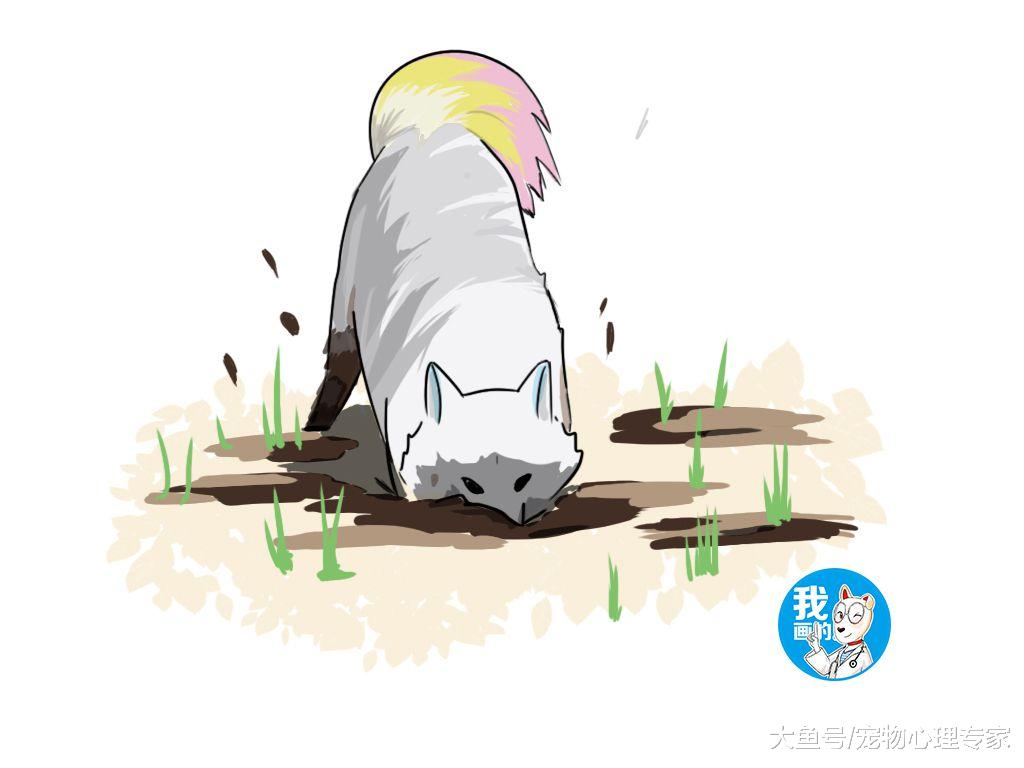 男子带萨摩耶去遛弯，回了条消息的功夫，这狗就已经不能要了