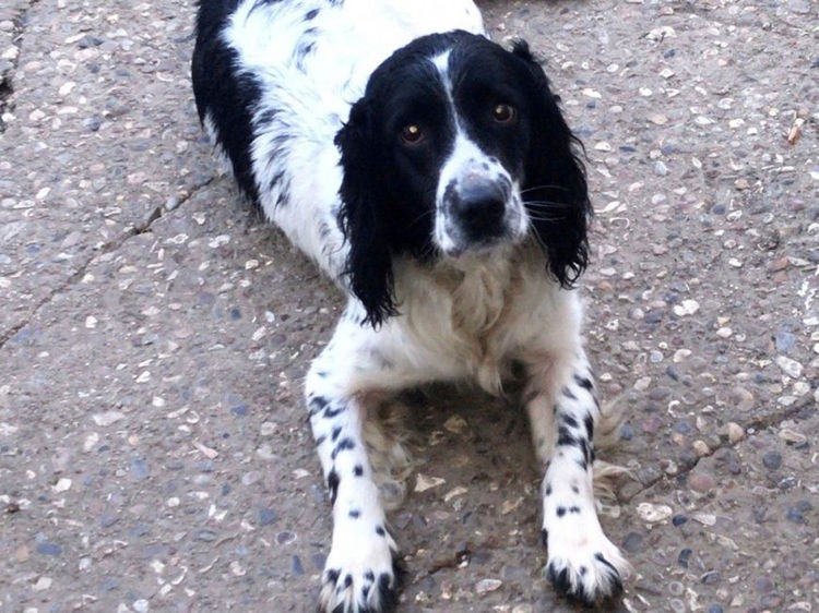 一只狗在家里被残忍地偷走后，三年后奇迹般与主人重聚