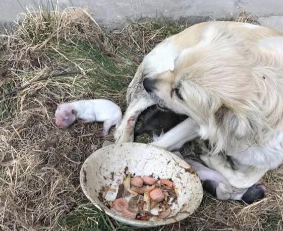 狗狗怀孕被撵出门，在马路边匆忙产子，幸遇好心人救助后母子平安