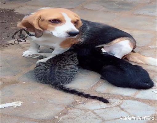两只小猫刚出生就失去了妈妈，比格犬主动照顾它们到长大，好感动