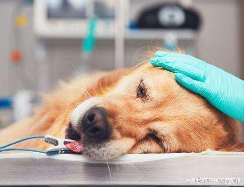 狗狗在生病前，都是从“不吃”开始，这5种情况是在提醒你