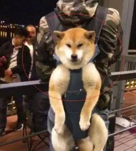 男子背著柴犬出去散步, 柴柴卻擺著一張臭臉, 柴犬: 想勒死寶寶？