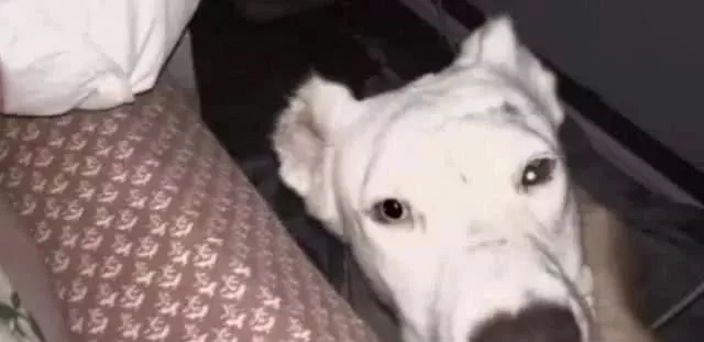 狗狗走不出被前主人打的阴影，睡觉时总担心新主人会离开！