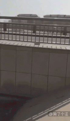 好暖心，狗狗也知道有困难要找警察