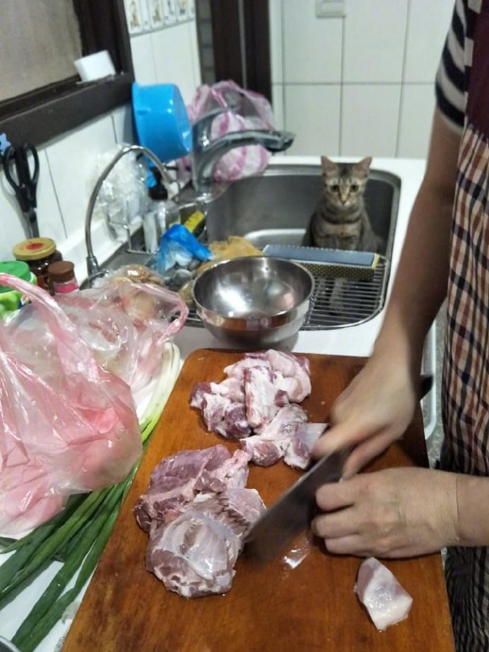 ?爆笑！大型吃货现场，喵咪想吃到变形！