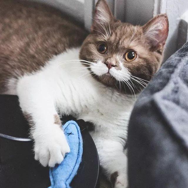 這只拿鐵配色的貓，會讓你引起極度舒適！| 顏值俱樂部