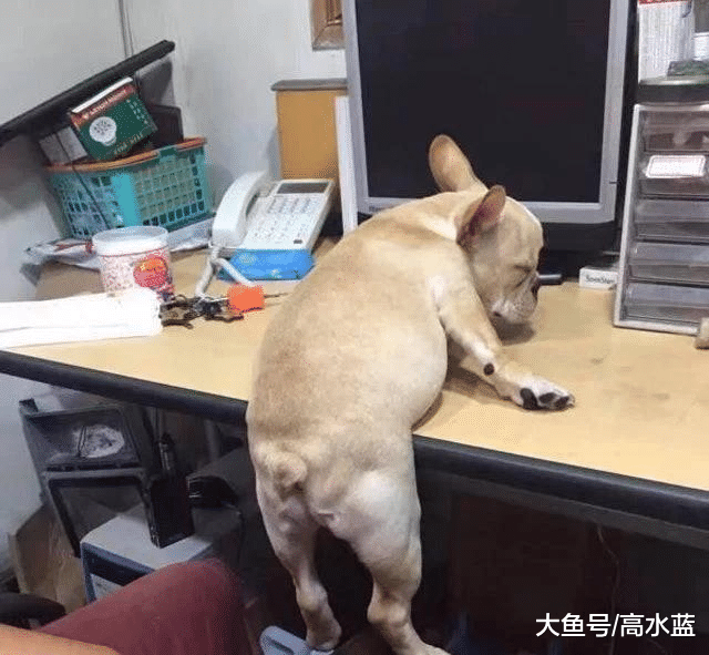 是喝多了吗？狗子竟然睡成90度 网友纷纷跟帖：我家的更奇葩