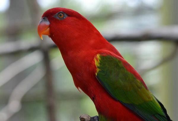 鹦鹉多久喂一次墨鱼骨？