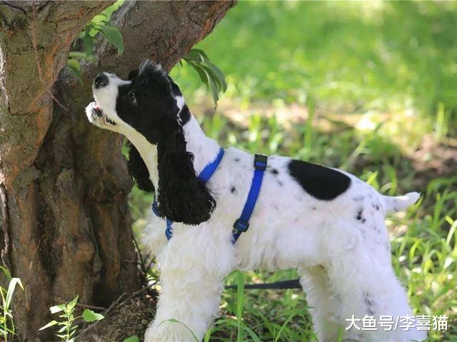 长寿狗狗均具备的四大要点，铲屎官学会后令爱犬不见老态