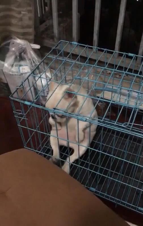 狗关在笼子, 主人看到眼前画面后懵圈, 网友: 二郎腿翘的过分了