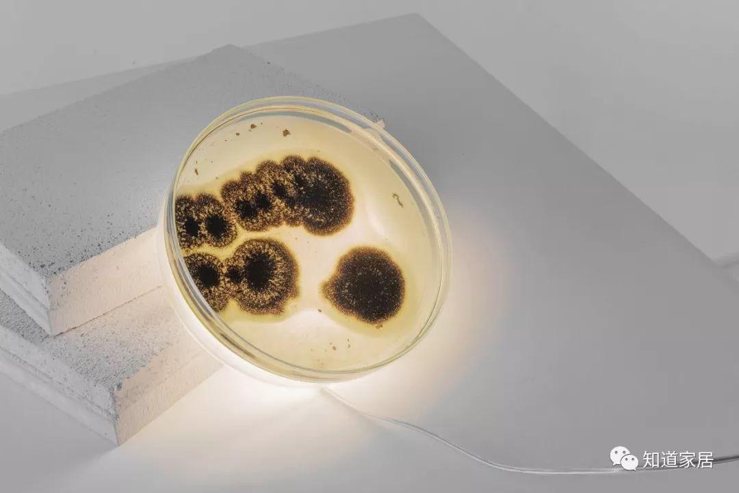 細菌化石燈：每一個花紋都不一樣