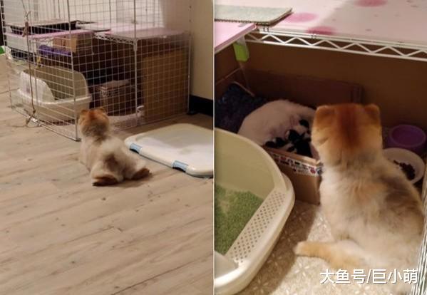 博美每天和猫猫打架，在猫咪生孩子以后，母性爆发秒变幼猫保姆