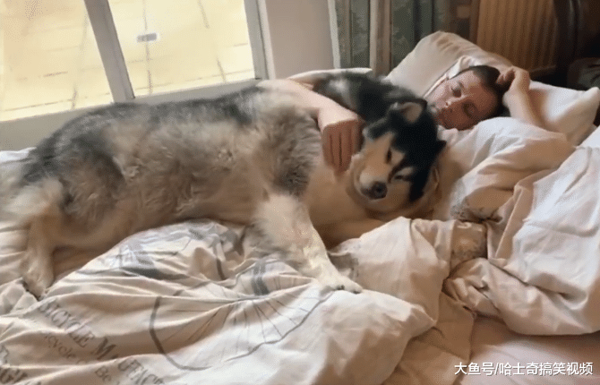 狗狗在哪睡最舒服？当然是主人的肚子上，都忘记自己长大了