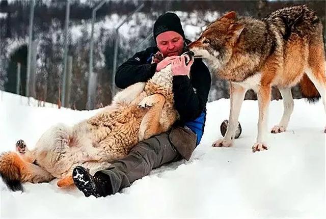 群狼认铲屎官做狼王，每日捕猎后让狼叔先吃，还有母狼对其倾心！