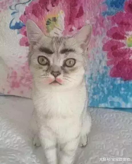 化了妆的猫，就像化了妆的女人一样不可信！