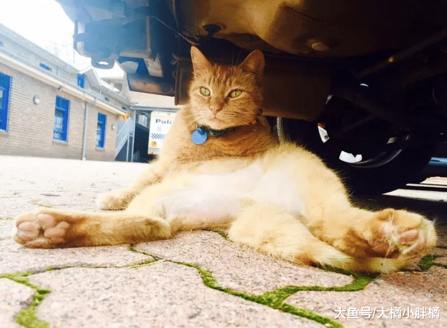 橘猫成为警队御用“弼马温”，负责清剿马棚老鼠，每天随时上下班