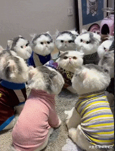 加菲猫爱捣乱怎么办？主人想了个“馊主意”，喵：不怂要被群殴啊