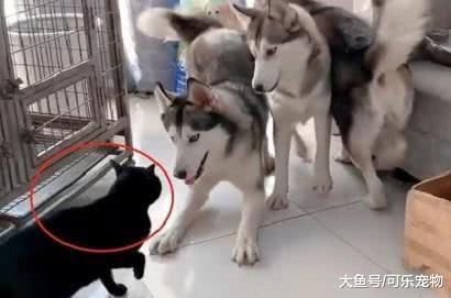 二哈意图偷袭猫咪，反被怼到角落里，猫咪：给你机会你也不中用啊