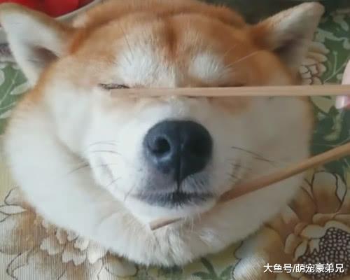 去朋友家吃饭，看到桌上这道“硬菜”时惊讶道，柴犬！