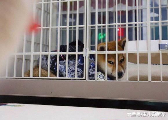 柴犬看主人的眼神越來越壞，看來它是在憋“大招”！