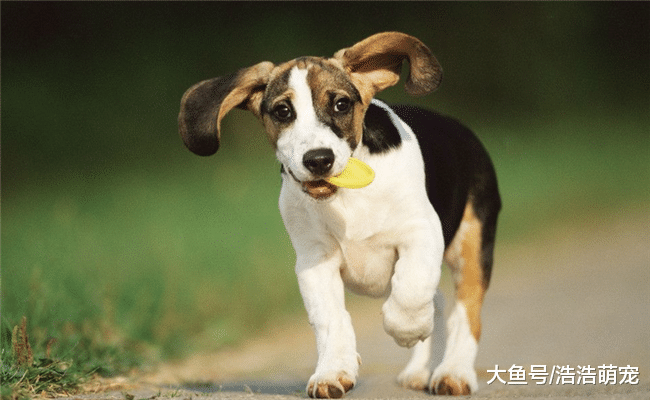 打狗能起到效果嗎？最好不要打，不然會出現5種“可怕的”后果
