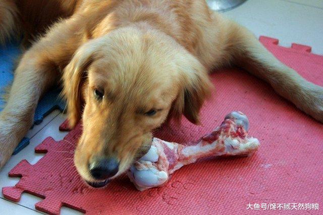 想当个合格养狗人，就要做好这6点