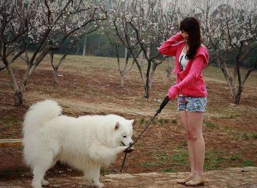5个理由不养萨摩耶犬，看完你还敢养吗？