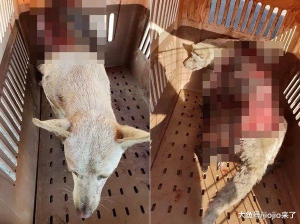 流浪狗不小心卷进货车底, 3/4皮肤被掀开, 抢救4小时最终……