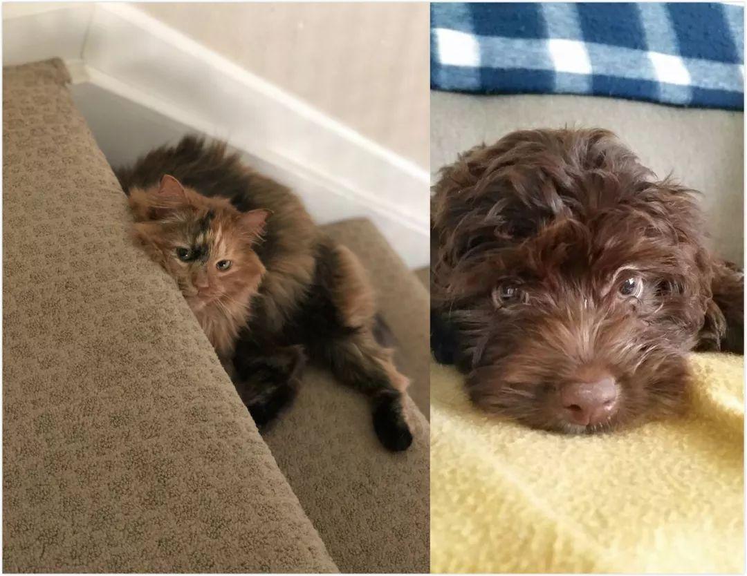 曾经一直认为猫狗之间水火不容, 直到看到这一幕被狠狠打脸