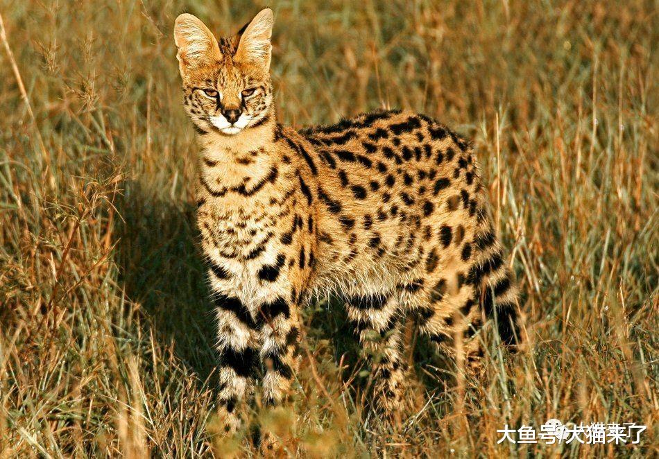 “山猫”是指哪种猫科动物？为何生活在雪山上的雪豹不叫山猫？