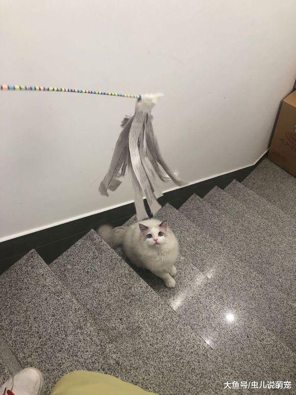 布偶貓太貪玩了，只要有人逗它它就追著你玩兒